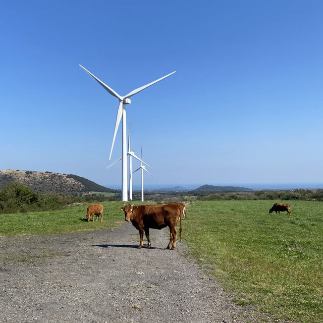 제주도 유채꽃 명소, 거대한 풍차와 유채꽃이 함께 하는🌼