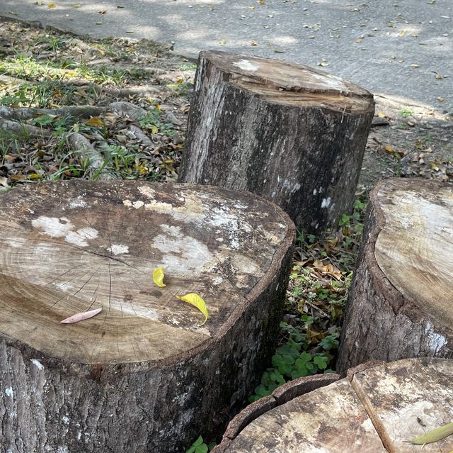 【假子親子遊】與孩子森林漫步 🌳
