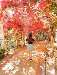 走進30米勒杜鵑花花隧道🌸