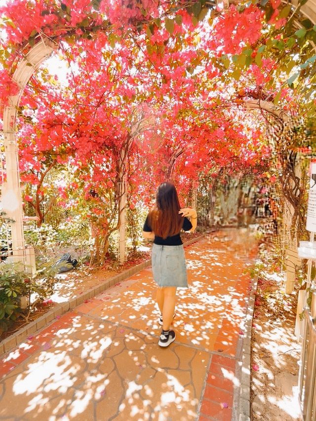走進30米勒杜鵑花花隧道🌸