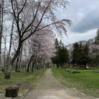 満開の桜！