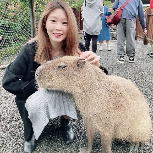 宜蘭「張美阿嬤農場」餵食Q萌水豚君 