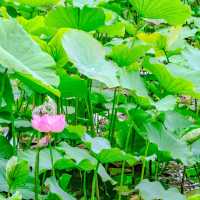 上野・不忍池のはすと紫陽花