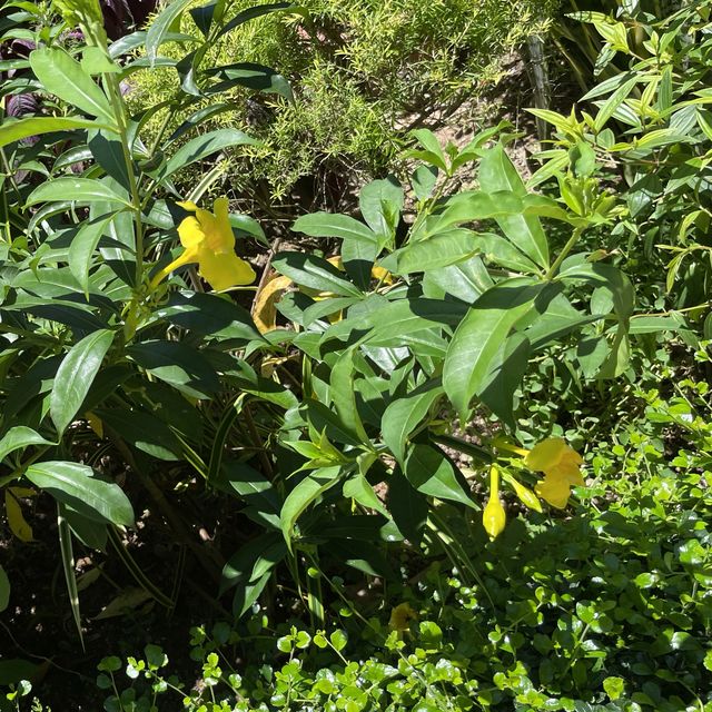 自然保育園地-香港公園 自然保育園地-香港公園