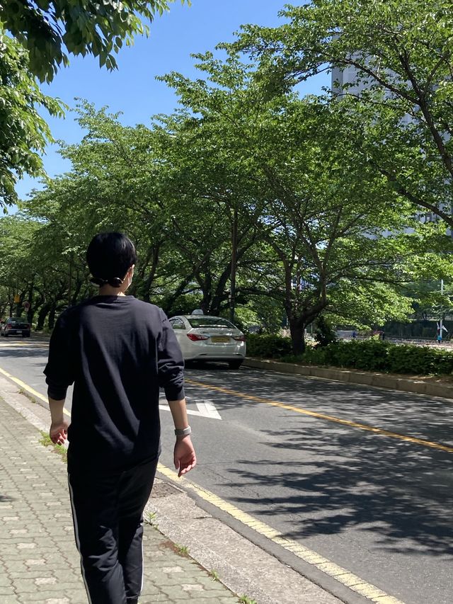 벚꽃하면 ? 온천천 🌸