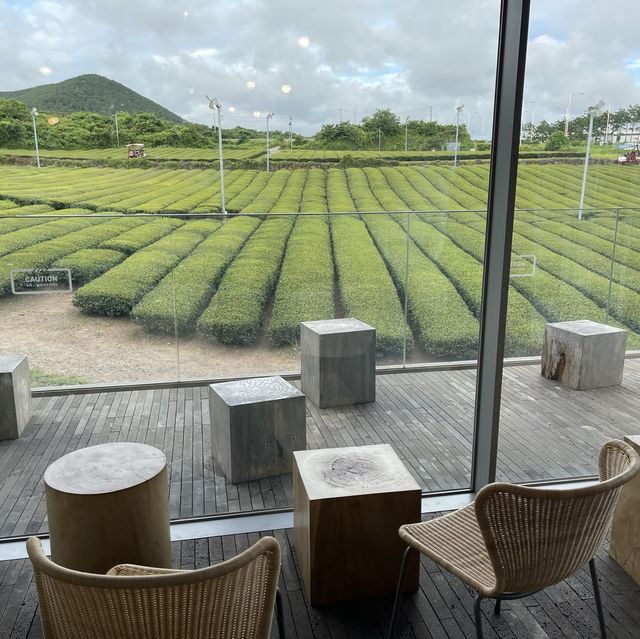제주 녹차밭 카페🌿 오설록 이니스프리 💕