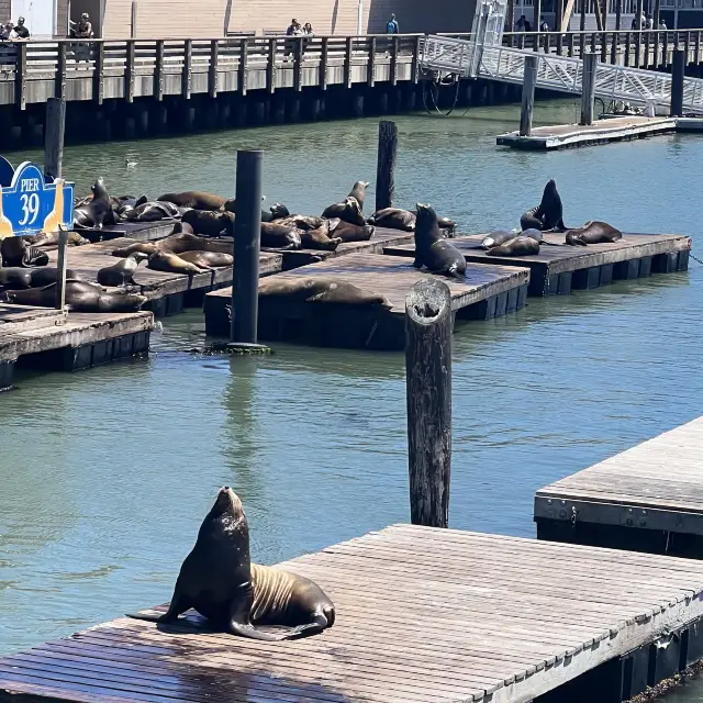 pier 39 sea lions 