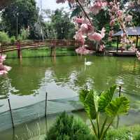 สวนผึ้งไฮแลนด์