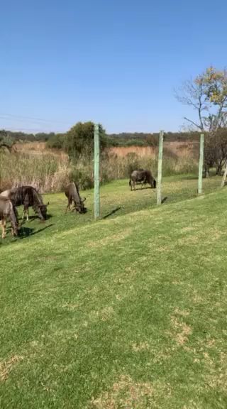 สวนสัตว์เอฟริกาใต้