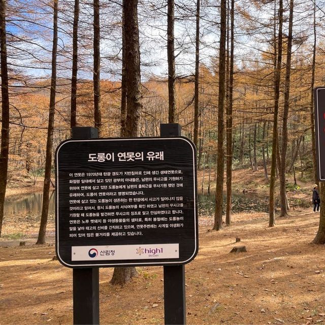 천원짜리 변호사 촬영지, 정선 도롱이 연못