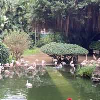 免費～～睇不同國家的雀鳥🦜🦆part 1