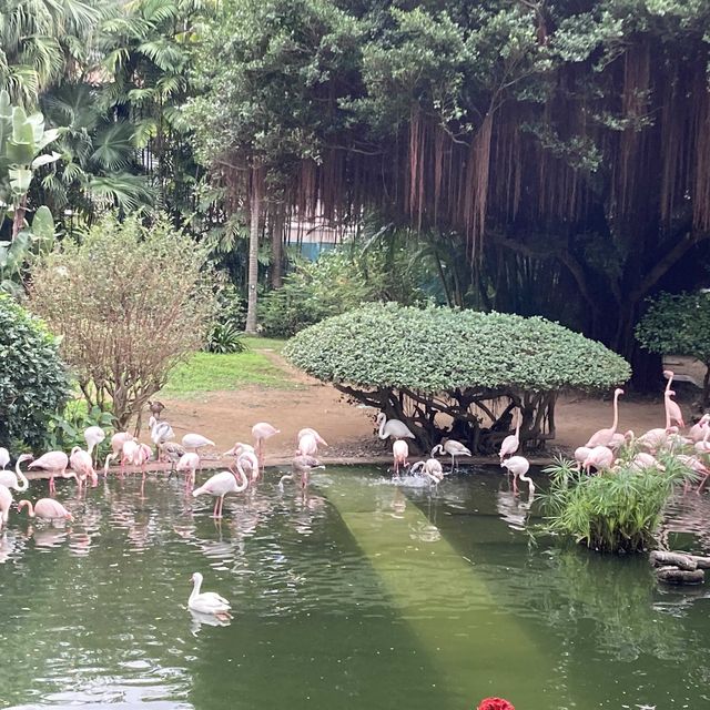 免費～～睇不同國家的雀鳥🦜🦆part 1