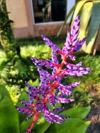 Bok Tower Gardens, Florida's hidden paradise