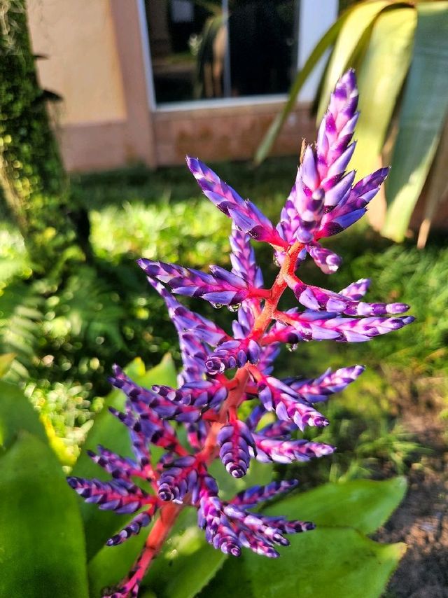Bok Tower Gardens, Florida's hidden paradise Bok Tower Gardens, Florida's hidden paradise