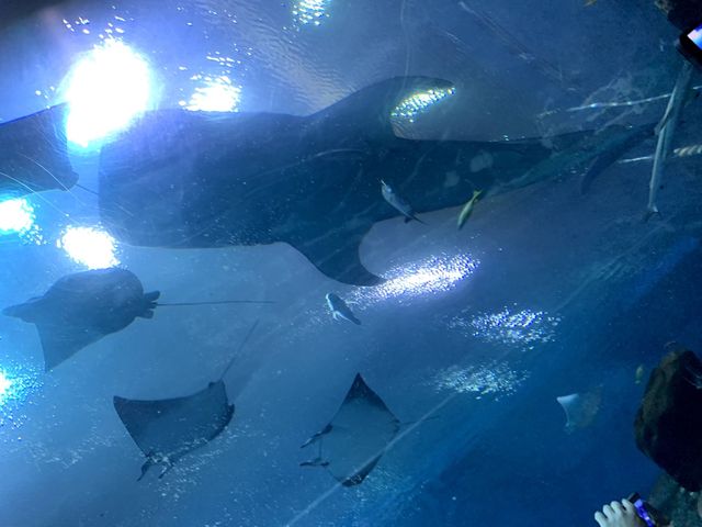 Amazing day at Georgia Aquarium 