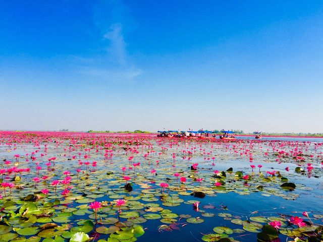 🌸 CARPET OF LOTUS🌸