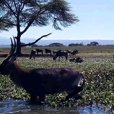 Savannah park  restaurant & camping naivasha 