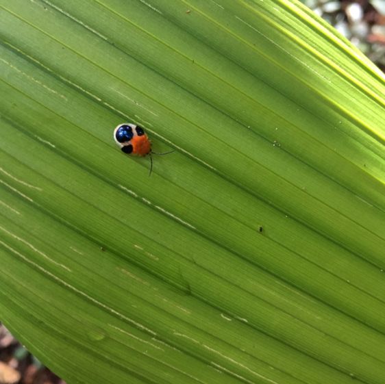 living in the world’s largest rainforest 