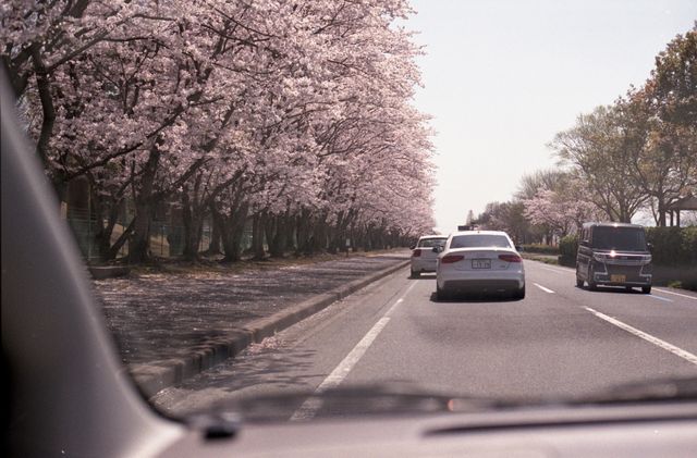 Shiga also has beautiful cherry blossoms.