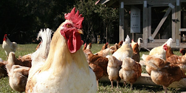 Summer Basic Backyard Chicken Workshop | UF/IFAS Polk County Extension Service