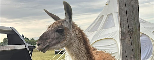 Fire and Wine | Glamping with Llamas in Norfolk/Cambs