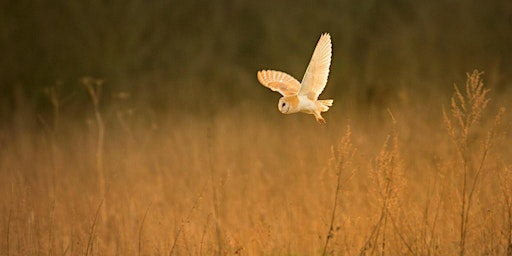 Naze Birds of Prey Evening | The Naze Nature Discovery Centre
