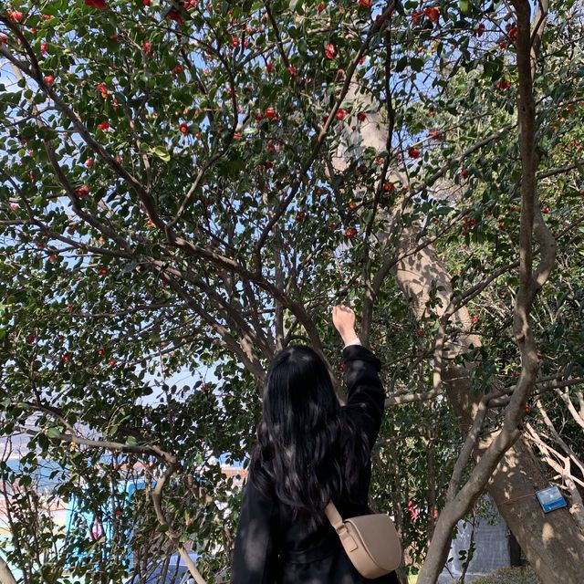 🌊🌺 여수 오동도에서 동백꽃+바다 가득가득 감상하기 🌺🌊