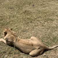 Wildlifes at their best, Ngorongoro