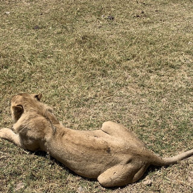 Wildlifes at their best, Ngorongoro