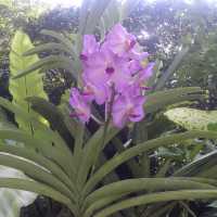 Communing w/ nature @ Nat’l Orchid Garden