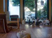 🐱 Cool Cat Cafe' คาเฟ่น้อนเหมียวใกล้มอชอ 🐱