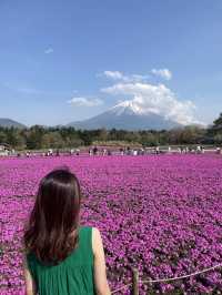 今しか見れないピンクの世界【山梨】