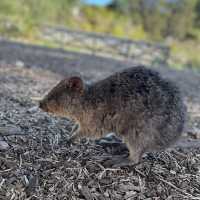 Meet the tiny little Quokkas here!