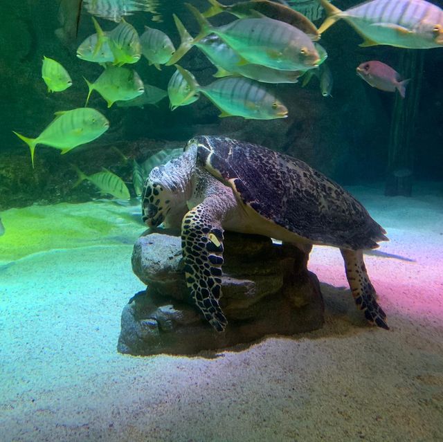 泰國｜曼谷水族館🐬暹羅海洋世界