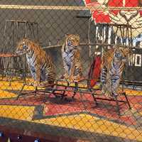 Hua Hin Safari Adventure Park