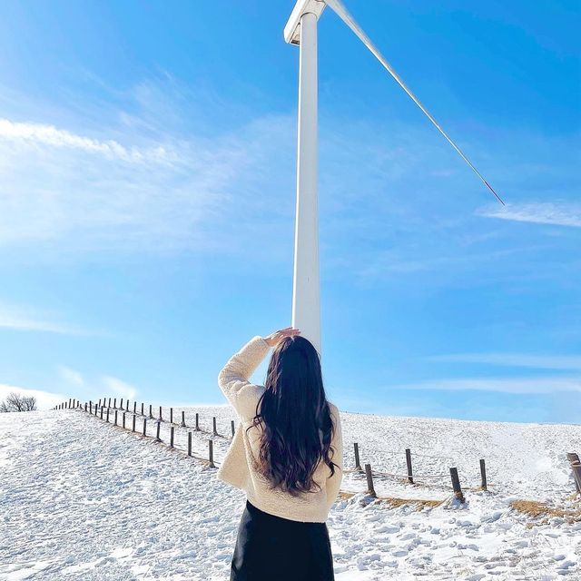 겨울강릉추천여행지! 대관령 삼양목장