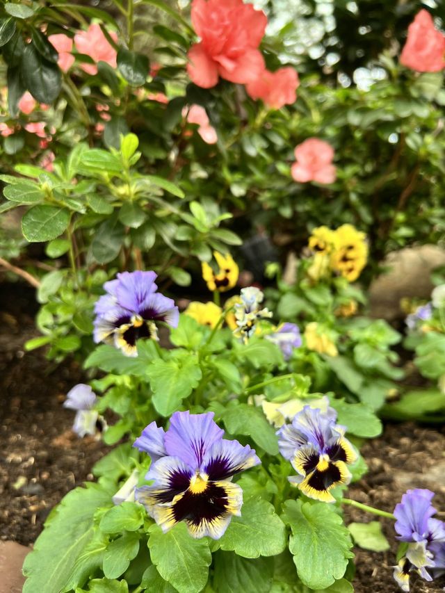 Admiring Nature’s Beauty inside Flower Dome