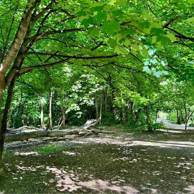 NZ 南島 箭鎮 步道