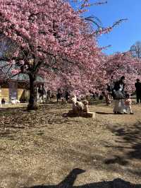Sakura blooming earlier