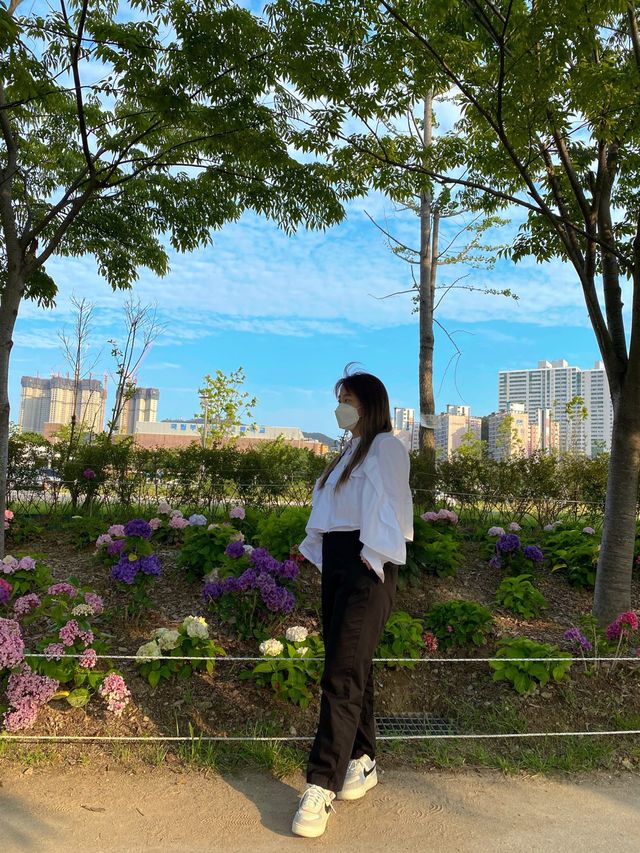 부산 영도 아미르 공원 수국