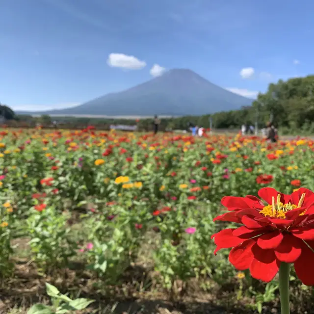 富士山が望める花の都公園