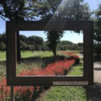 国営木曽三川公園フラワーパーク江南で半日ピクニック