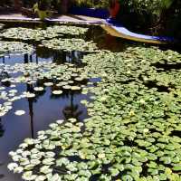 北非迷情💗摩洛哥MARRAKECH｜YSL的私人花園JARDIN MAJORELLE，宛如世外桃源! 