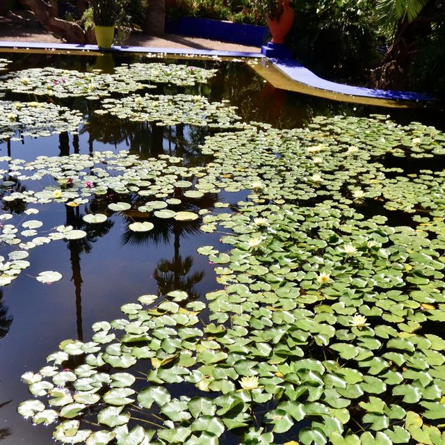北非迷情💗摩洛哥MARRAKECH｜YSL的私人花園JARDIN MAJORELLE，宛如世外桃源! 