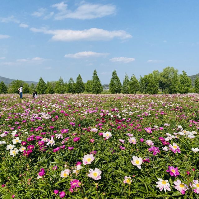 알록달록 끝없이 펼쳐지는 작약꽃밭🌺💗