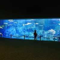 日本大分 - 必遊海之卵水族館