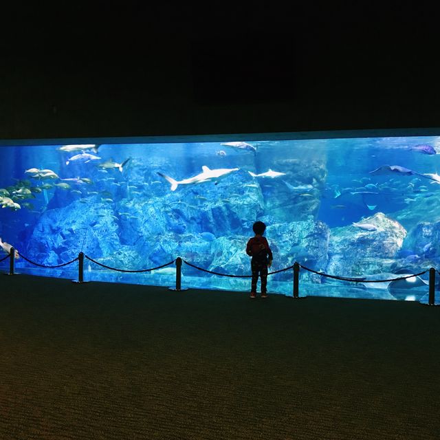 日本大分 - 必遊海之卵水族館 日本大分 - 必遊海之卵水族館