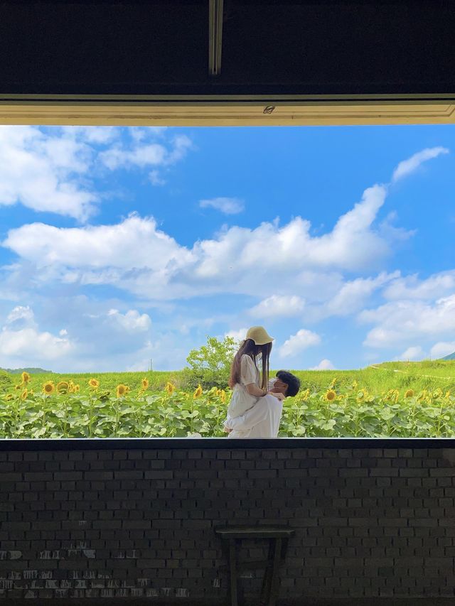 아직도 해바라기 못본 사람 없죠? 경주 해바라기 카페!