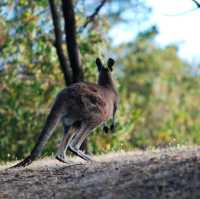 SPRING HIKE @MOUNT STAPHYLTON VICTORIA