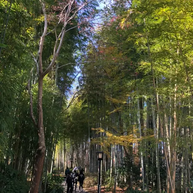 静岡県　修善寺　竹林の小径